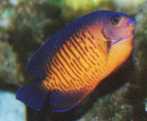 angelfish